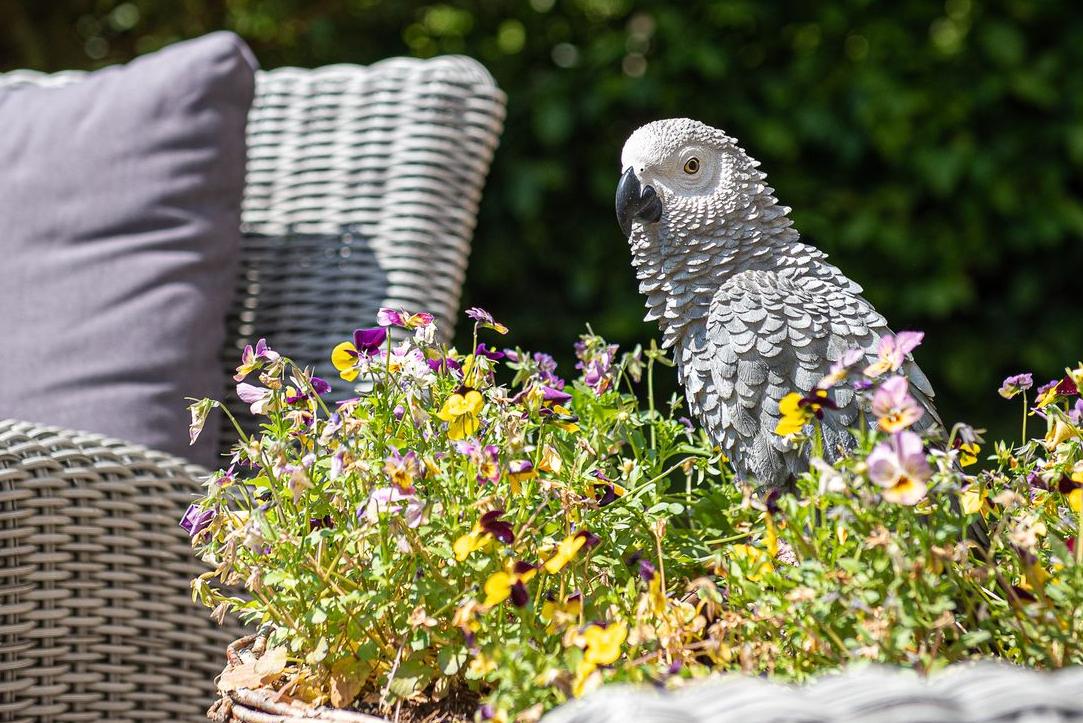 Beeld van de grijze roodstaartpapegaai in hars voor tuindecoratie – Garden Nice