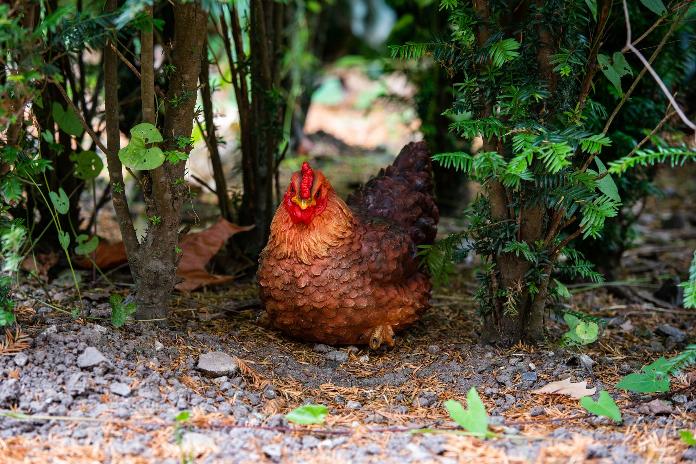 Statue poule réaliste