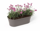 Happy Wall Pot - with plant 1-1.jpg