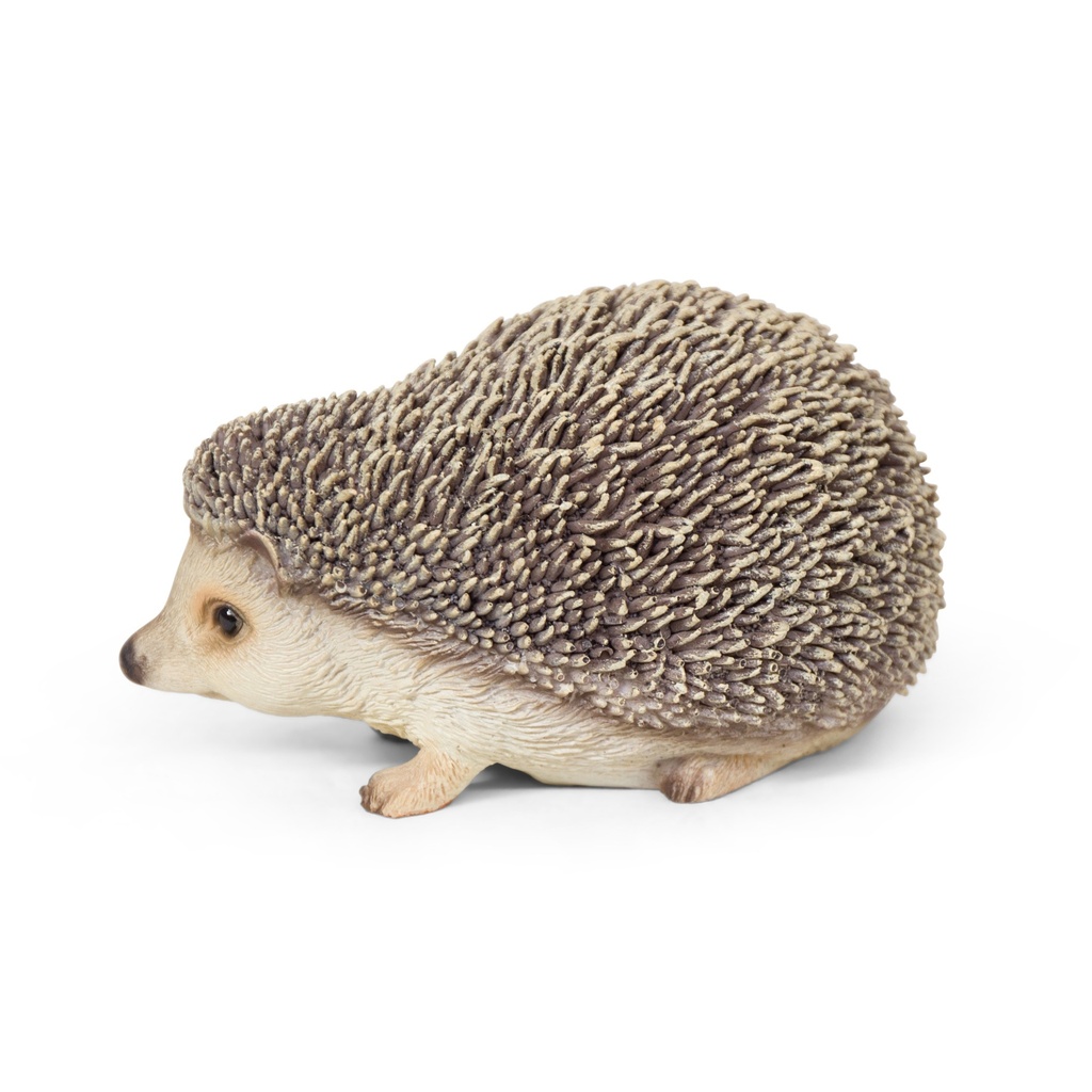 11154179 - hedgehog -1-1 1-1.jpg
