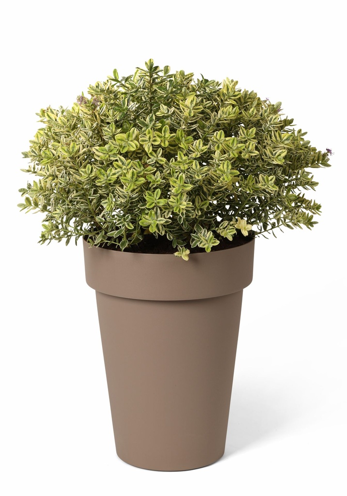 Happy Pot High - Taupe - with plant 2-1.jpg