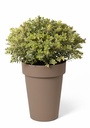 Happy Pot High - Taupe - with plant 2-1.jpg