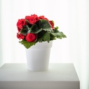 01040501 - Star 18,5cm - white - in situ in-1.jpg