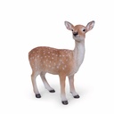 11154157 - doe standing -2-1 1-1.jpg