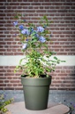01040546 - Star 18,5cm - Green-Gray - in situ out.jpg