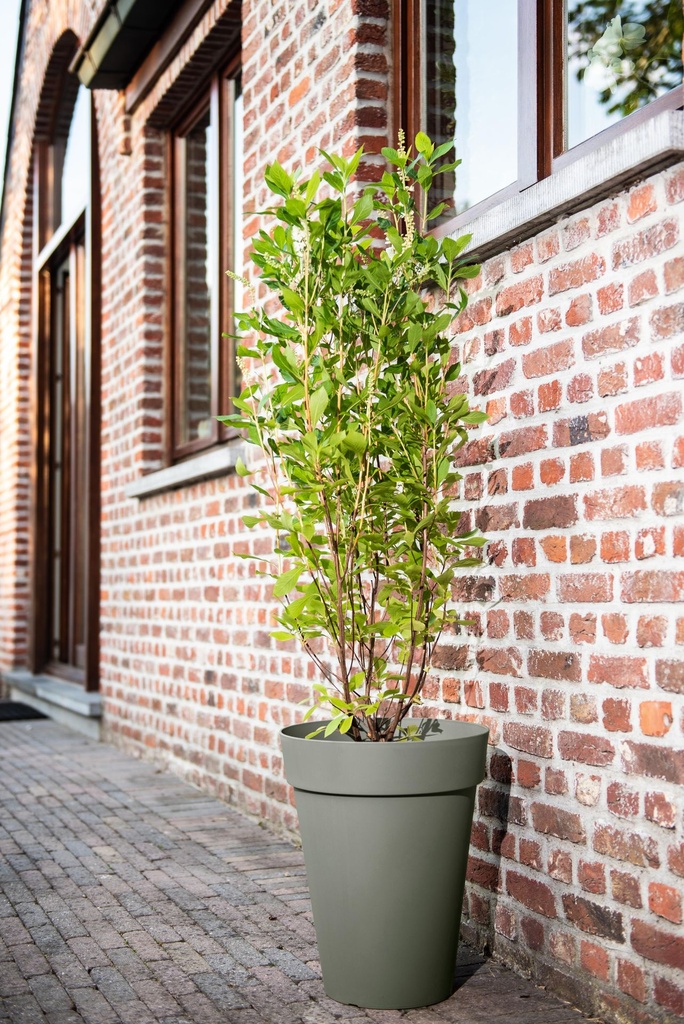 01041546 - Star High - green-gray - in situ.jpg