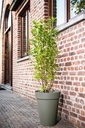01041546 - Star High - green-gray - in situ.jpg