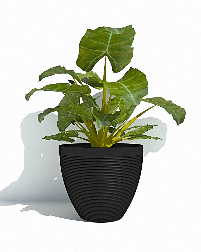 Impact Round 30 - Anthracite -with plant-1.jpg
