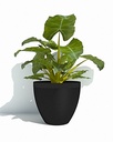 Impact Round 30 - Anthracite -with plant-1.jpg