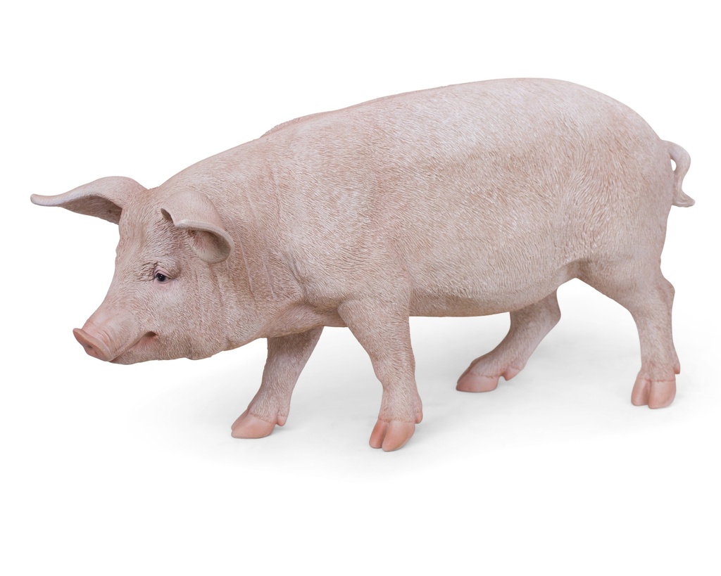 11154159 - pig xl -5-1 1-1.jpg