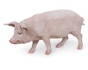 11154159 - pig xl -5-1 1-1.jpg