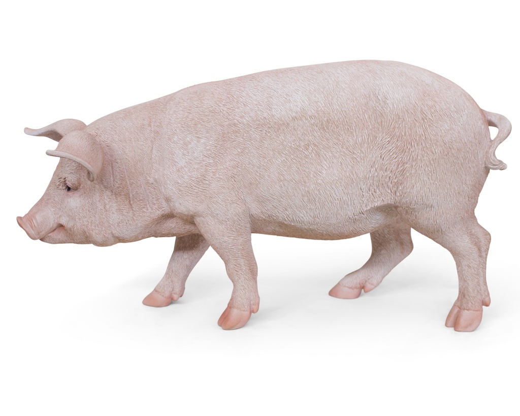 11154159 - pig xl -3-1 1-1.jpg