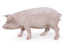 11154159 - pig xl -3-1 1-1.jpg