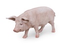 11154159 - pig xl -4-1 1-1.jpg