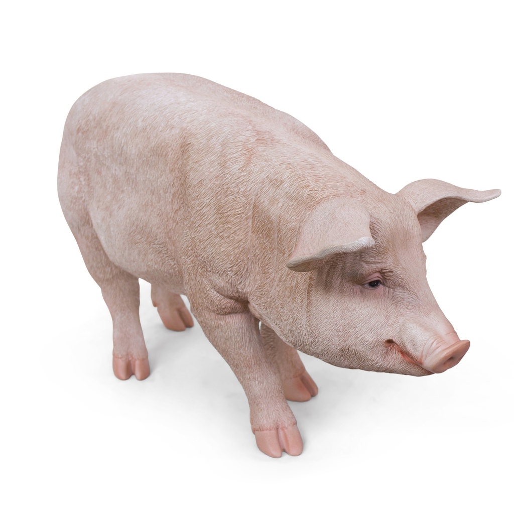11154159 - pig xl -2-1 1-1.jpg