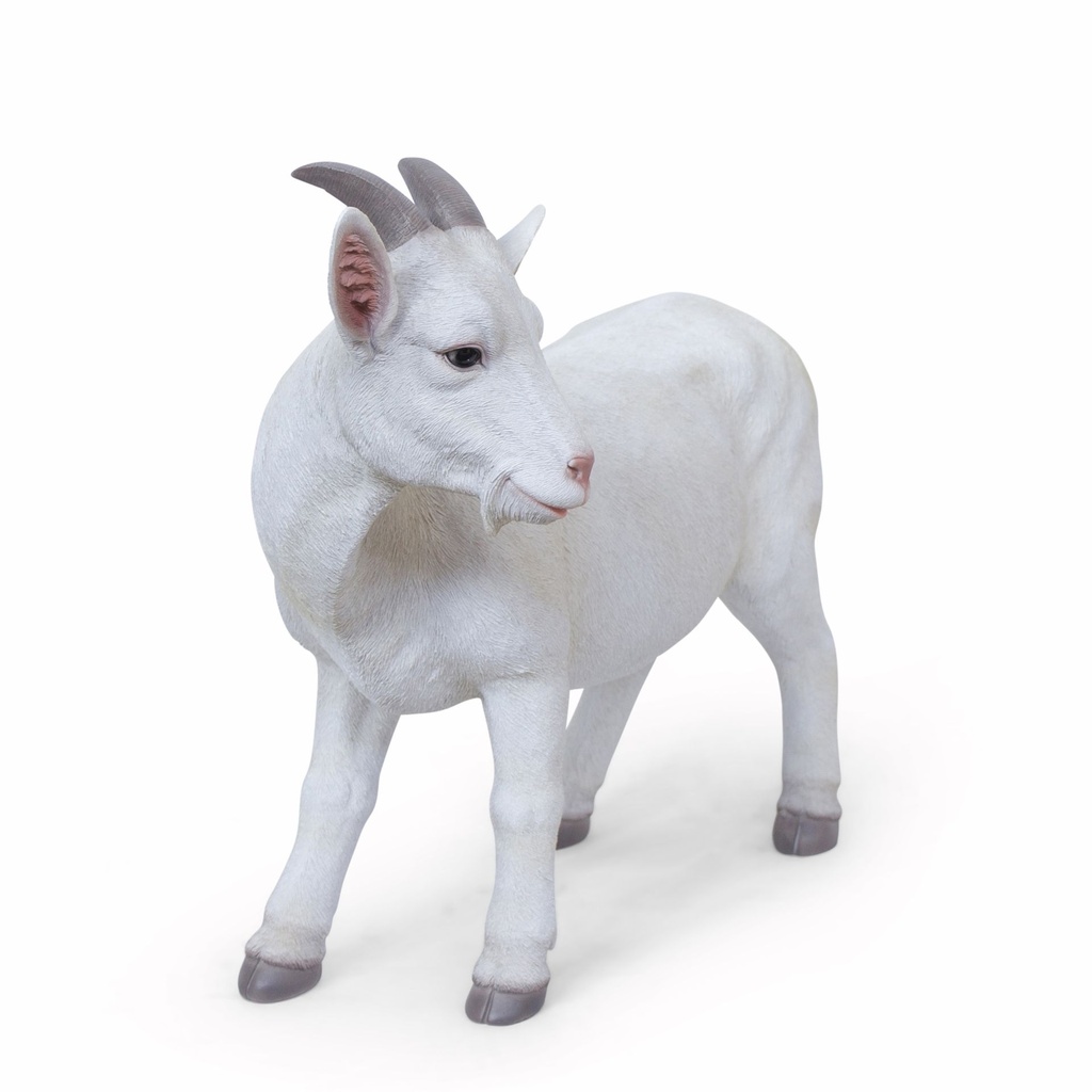 11154161 - goat xl -4-1 1-1.jpg