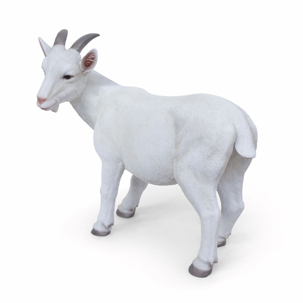 11154161 - goat xl -5-1 1-1.jpg