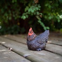 11152957 - small hen black in situ-1.jpg