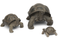 Tortues 11154028+11154023+11153008.png