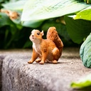 11152980-little squirrel walking-1.jpg