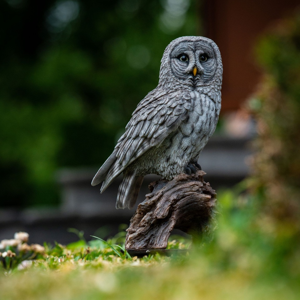 11154031-great gray owl -1-1.jpg