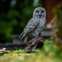 11154031-great gray owl -1-1.jpg