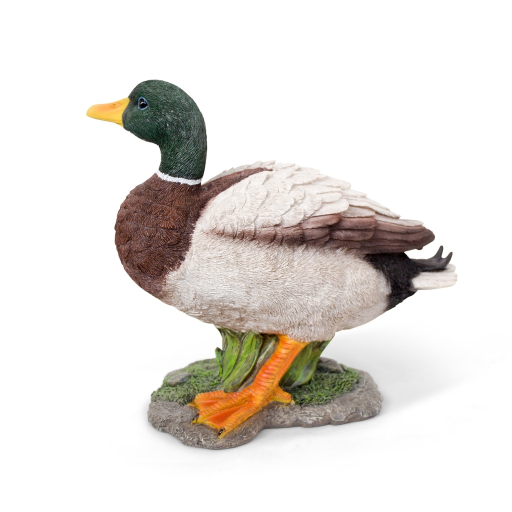 11154177 - duck mallard big -3-1.jpg