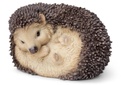 11152900 - Baby Hedeghog Sleeping-1.jpg