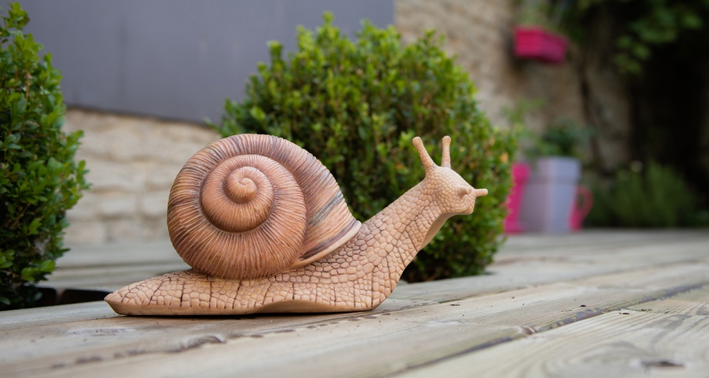 11153010 - Snail Medium situ.jpg
