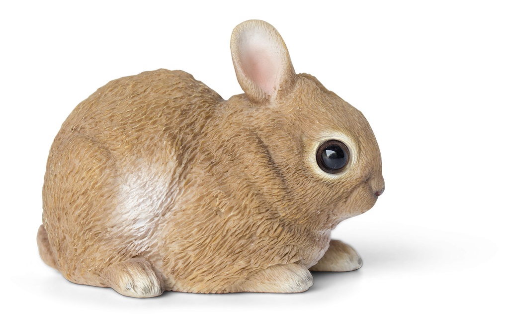 11153013 - baby rabbit 1.jpg