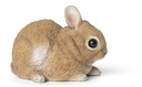 11153013 - baby rabbit 1.jpg