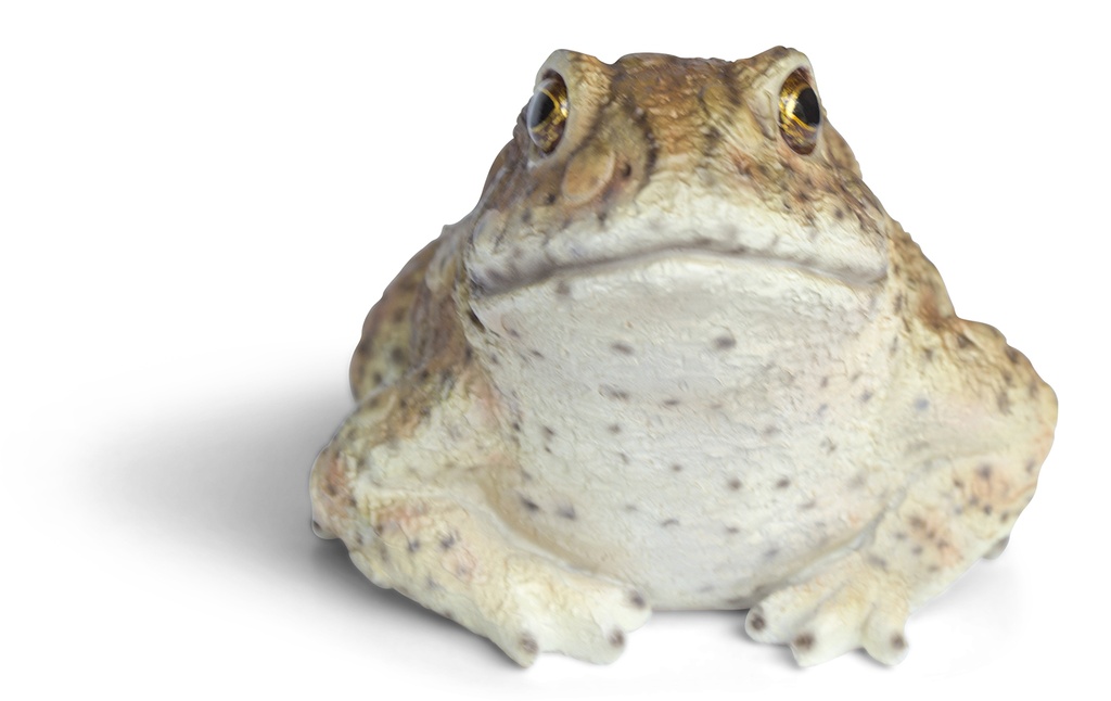 11153068 - Toad -4.jpg