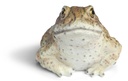 11153068 - Toad -4.jpg