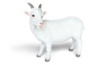11153074 - Goat -2.jpg