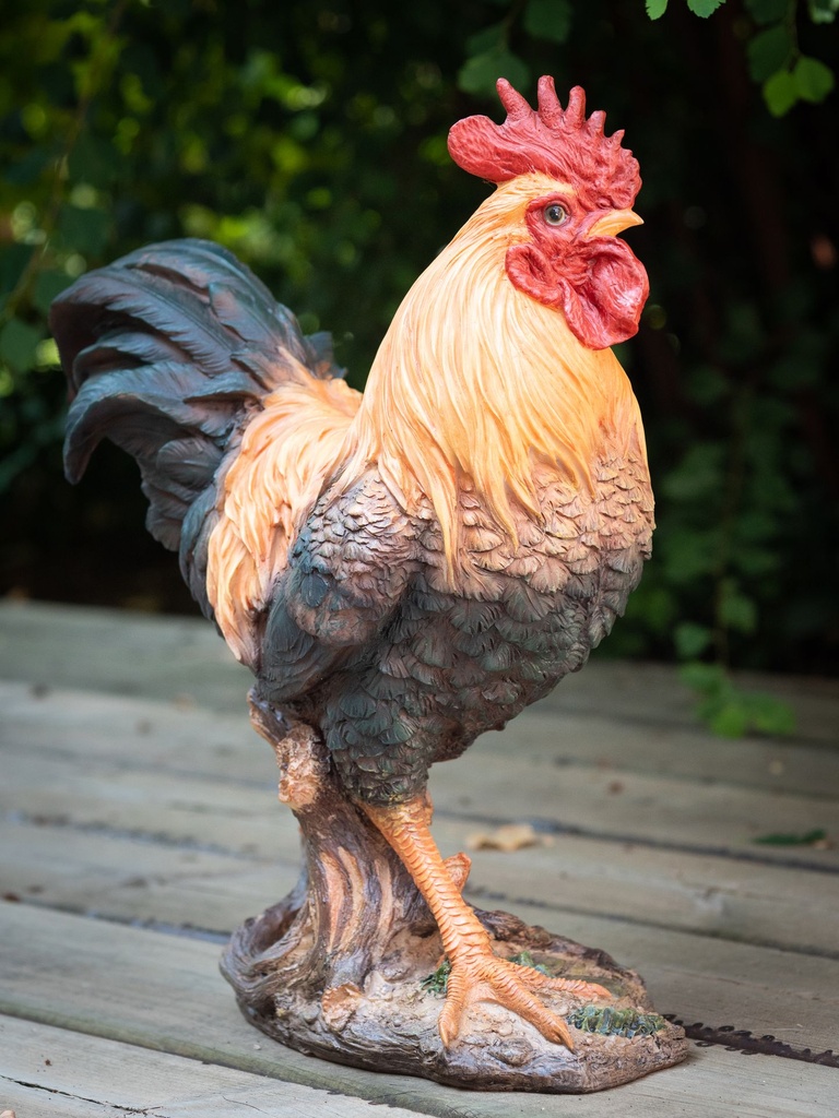 Cock-1.jpg