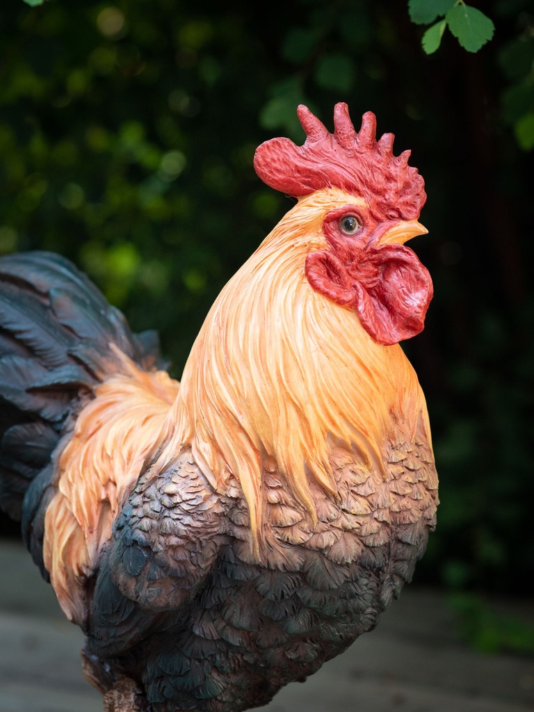 Cock-2.jpg