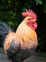 Cock-2.jpg