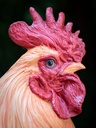 Cock-4.jpg