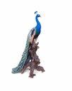 11154075 - Peacock XXL 1-1.jpg