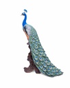 11154075 - Peacock XXL 4-1.jpg