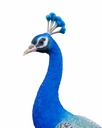 11154075 - Peacock XXL 7-1.jpg