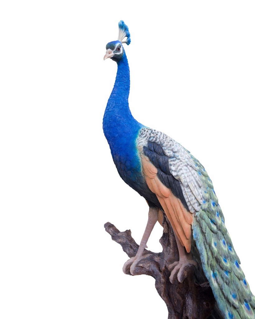 11154075 - Peacock XXL 6-1.jpg