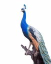 11154075 - Peacock XXL 6-1.jpg