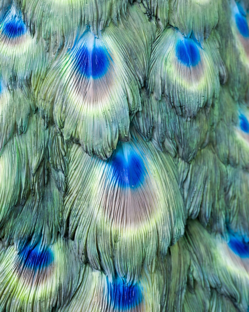 11154075 - Peacock XXL 8-1.jpg