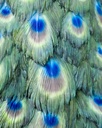 11154075 - Peacock XXL 8-1.jpg