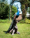 11154075 - Peacock XXL in situ 1-1.jpg
