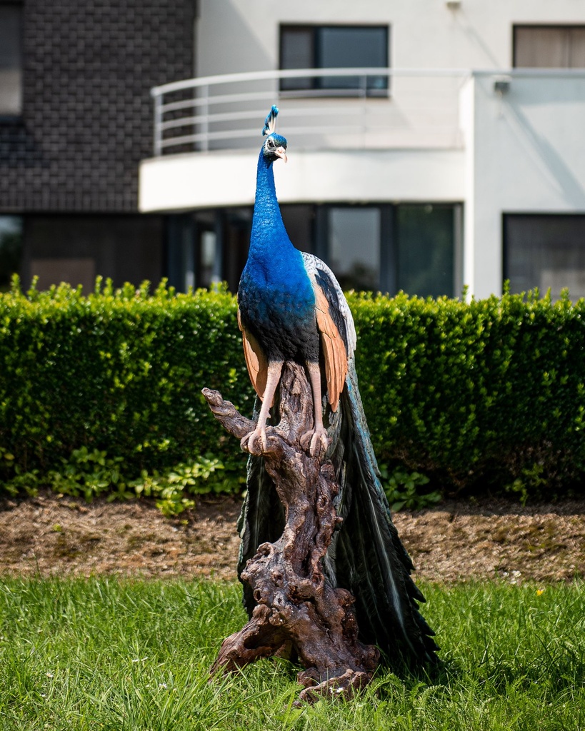11154075 - Peacock XXL in situ 3-1.jpg