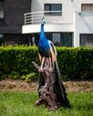 11154075 - Peacock XXL in situ 3-1.jpg