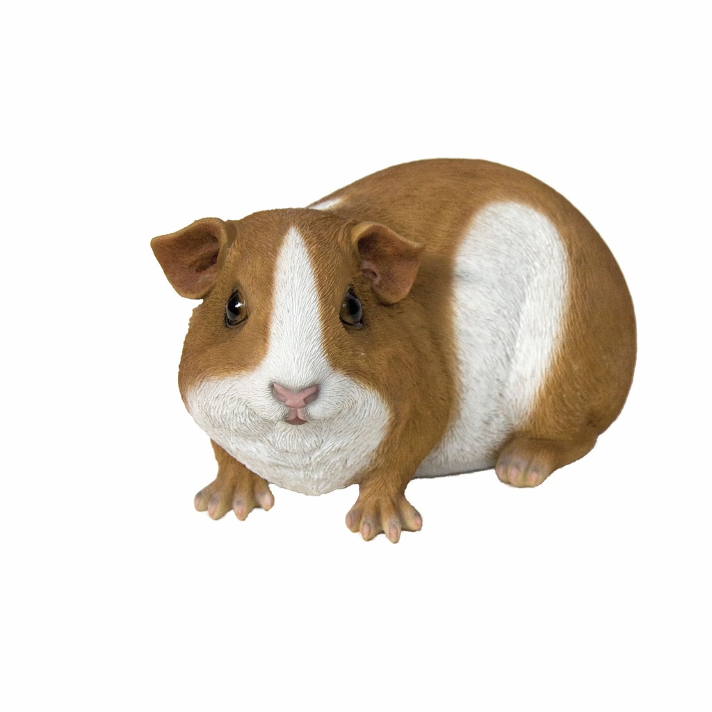 11153049 - Guinea Pig Large-1-1.jpg