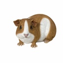 11153049 - Guinea Pig Large-1-1.jpg